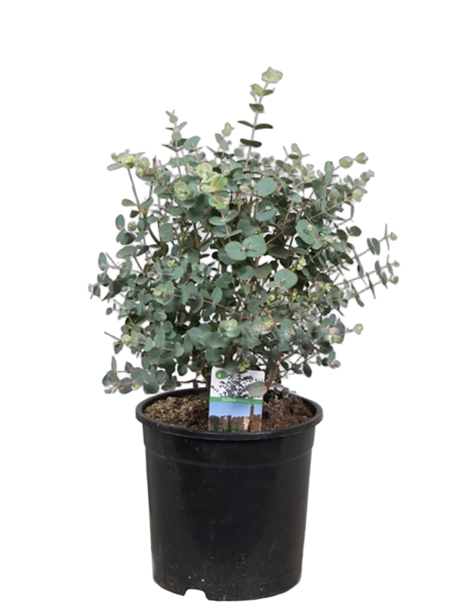 Эвкалипт Гунни Буш (Eucalyptus gunnii Bush)