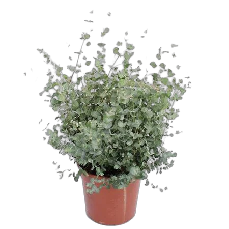 Эвкалипт Гунни Буш (Eucalyptus gunnii Bush)