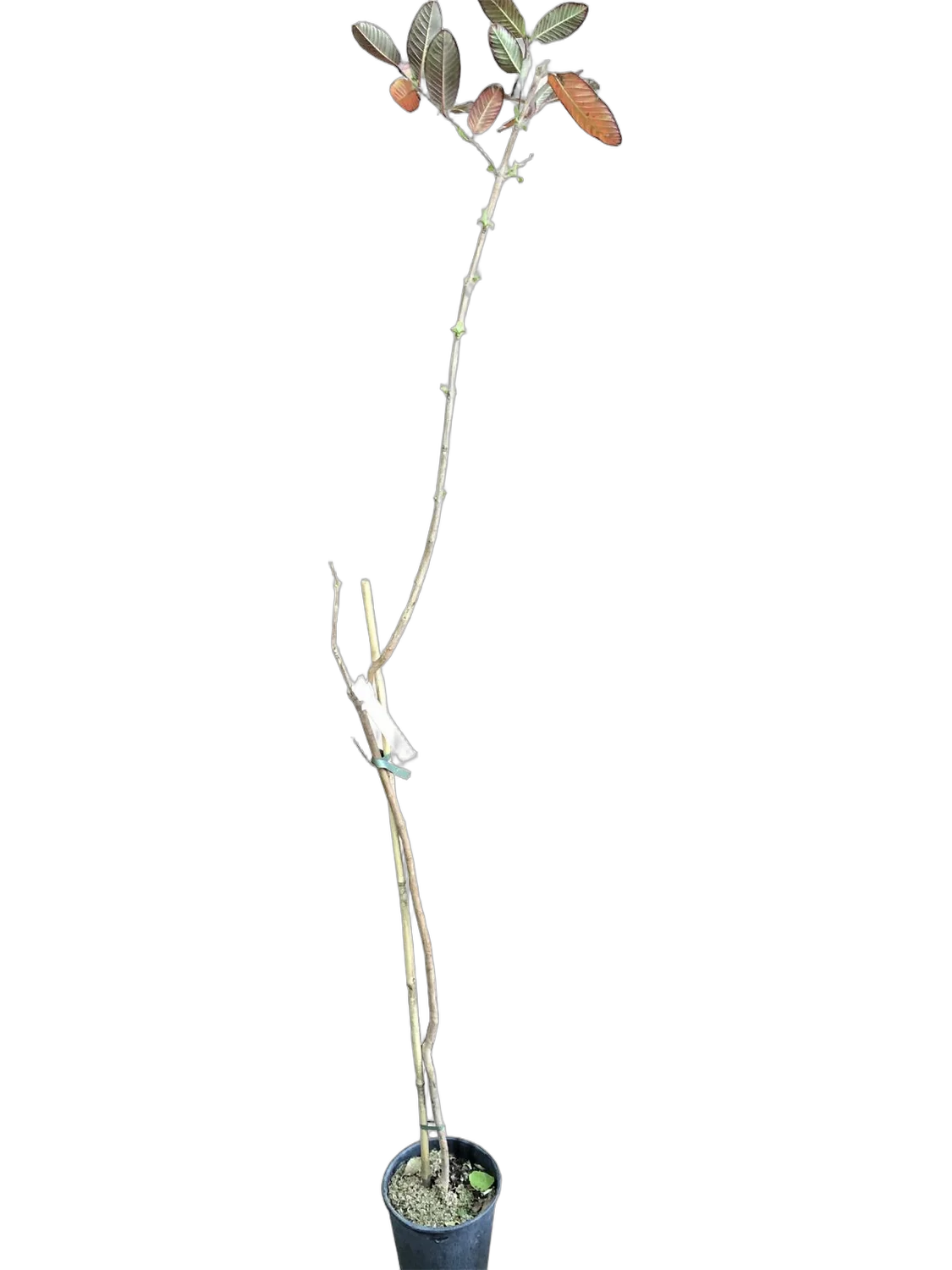 Гуава