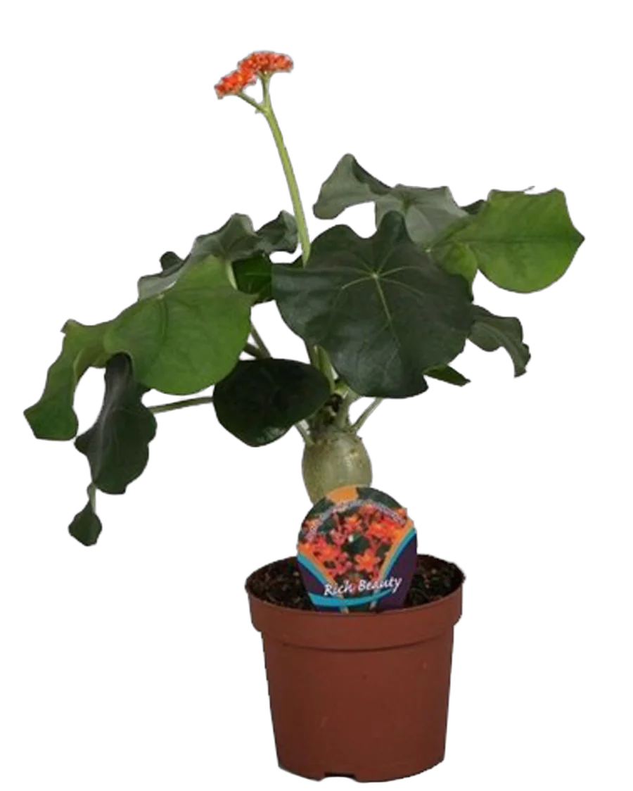 - Jatropha Ятрофа Подагрика оранж