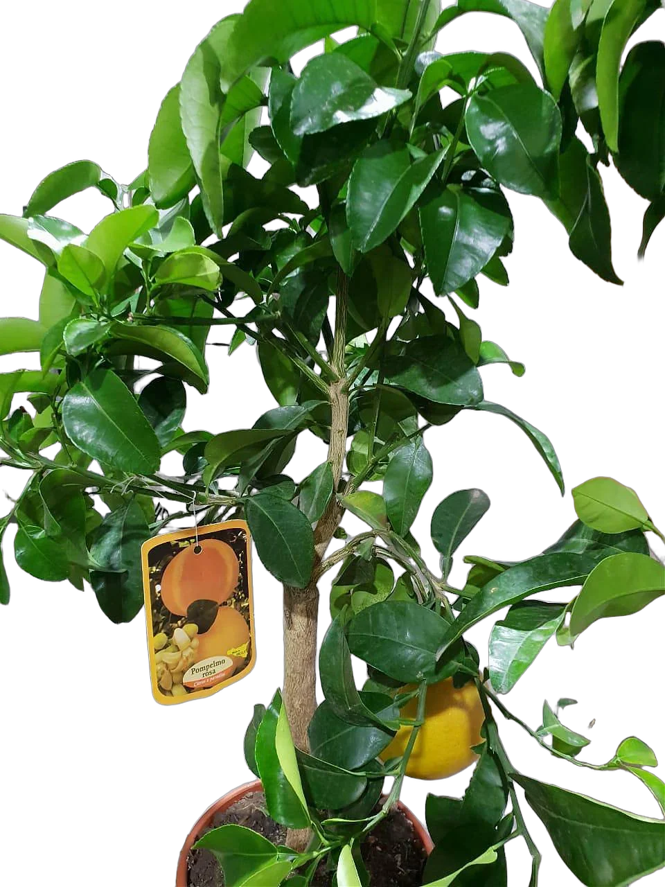 Грейпфрут