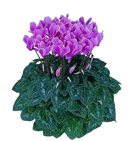 Цикламен