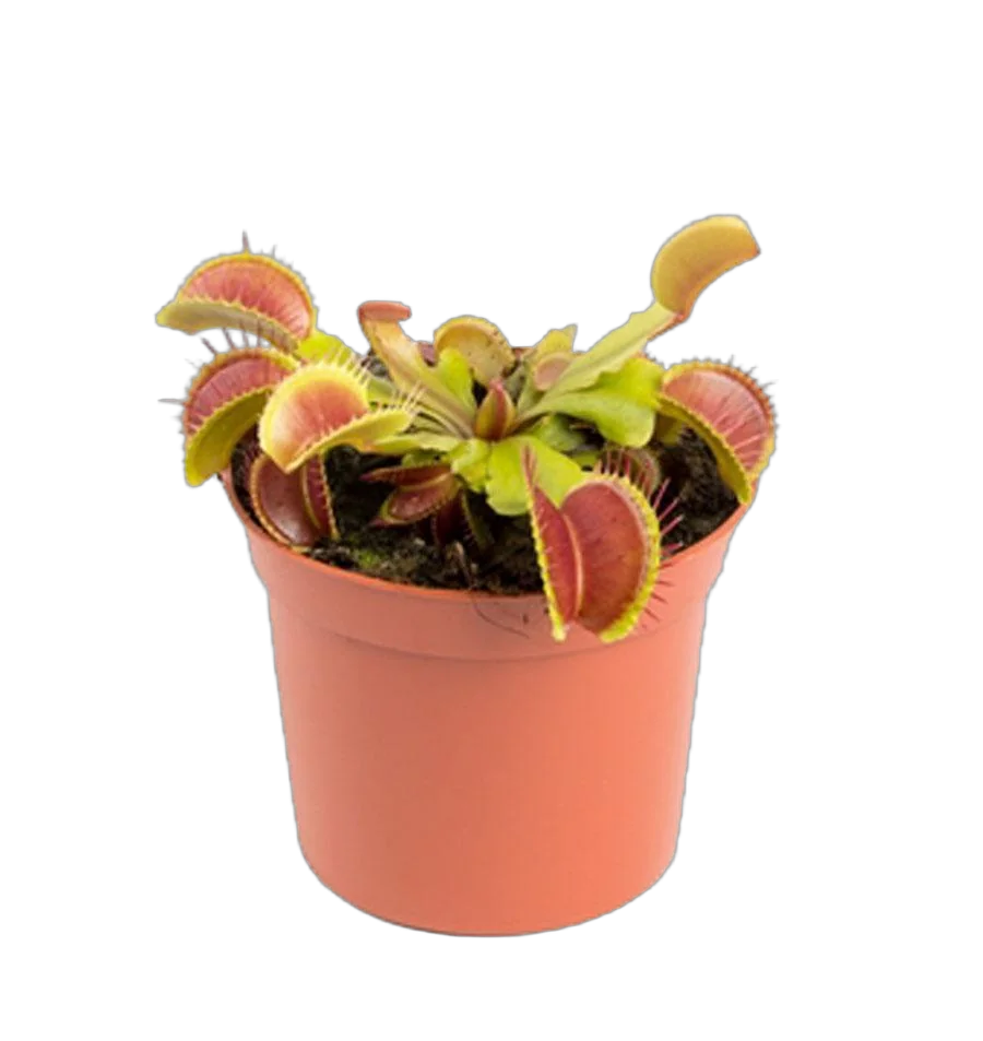 Венерина мухоловка — Dionaea Muscipula