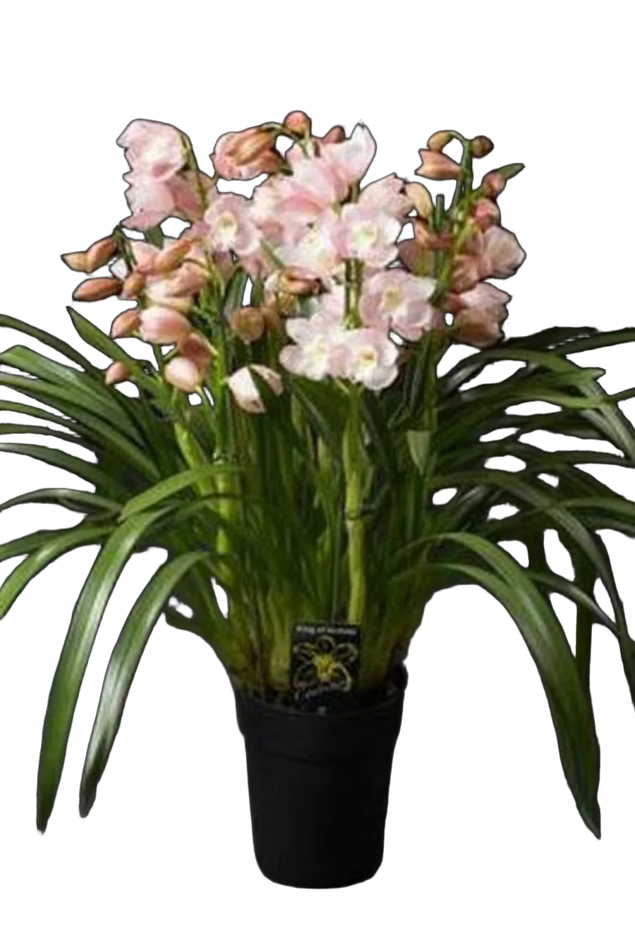 Цимбидиум Enzan Spring