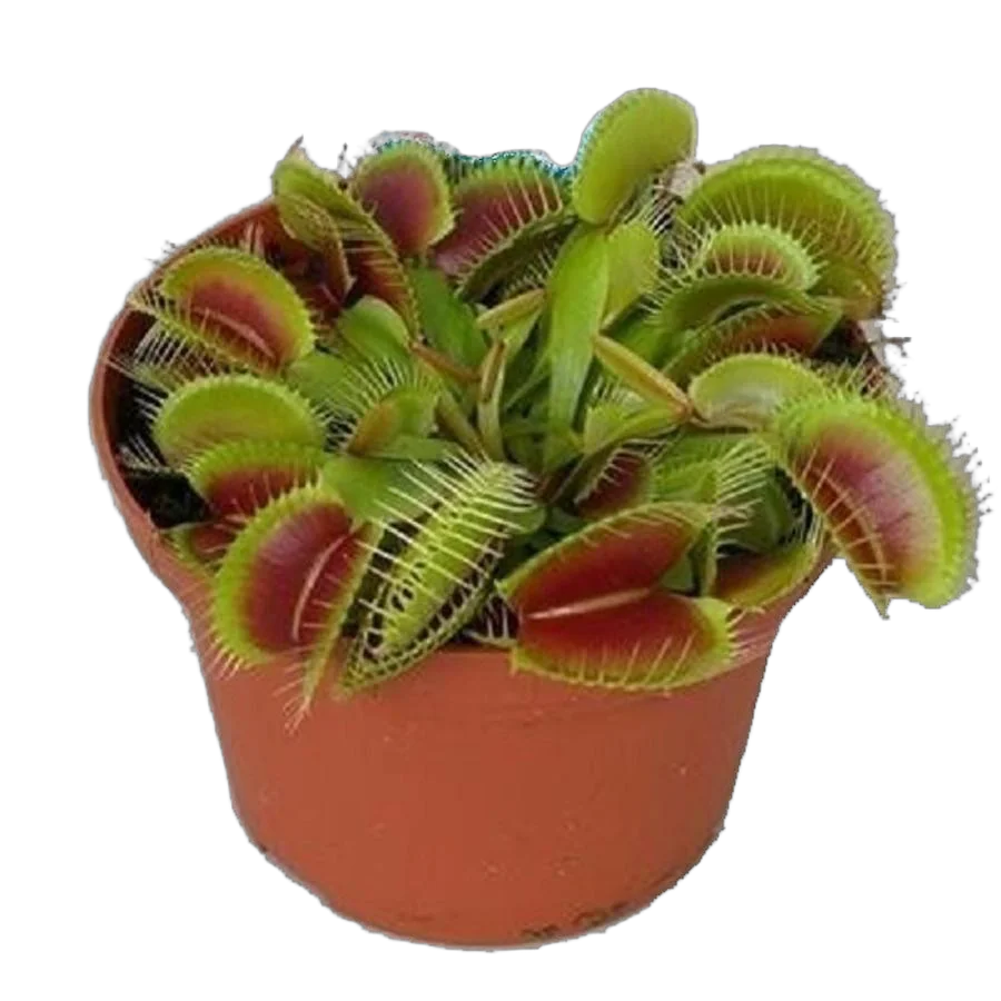 Венерина мухоловка — Dionaea Muscipula