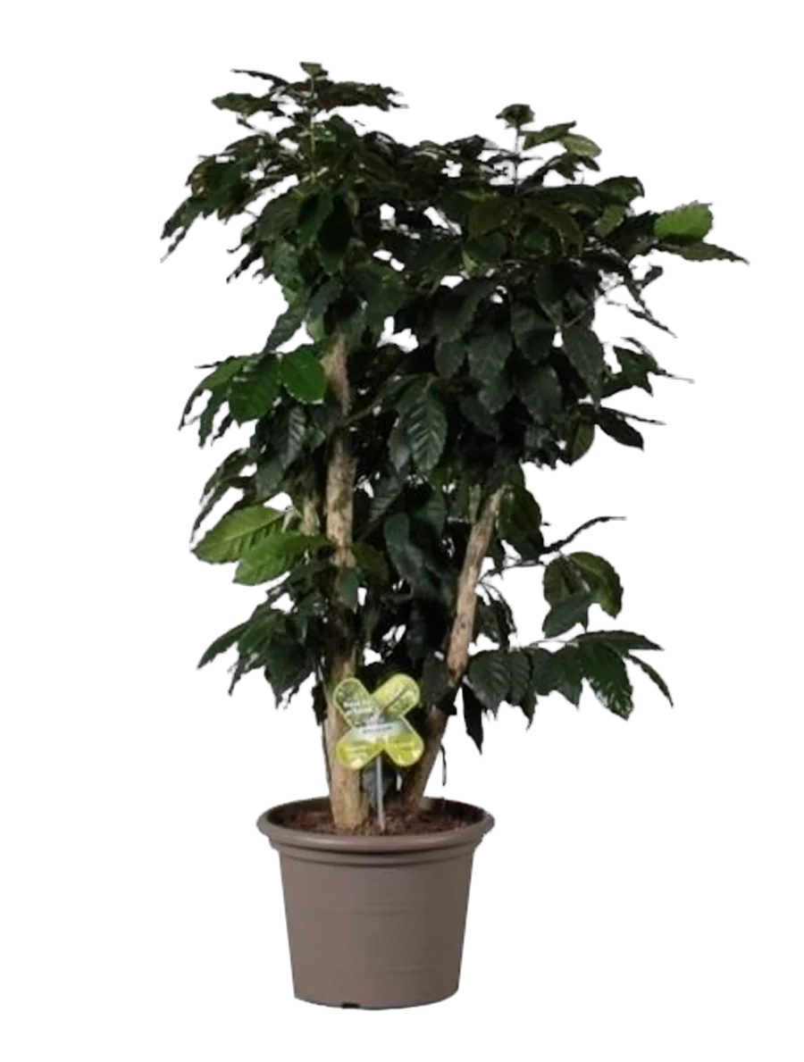 Кофе