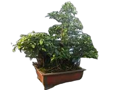 Фикус