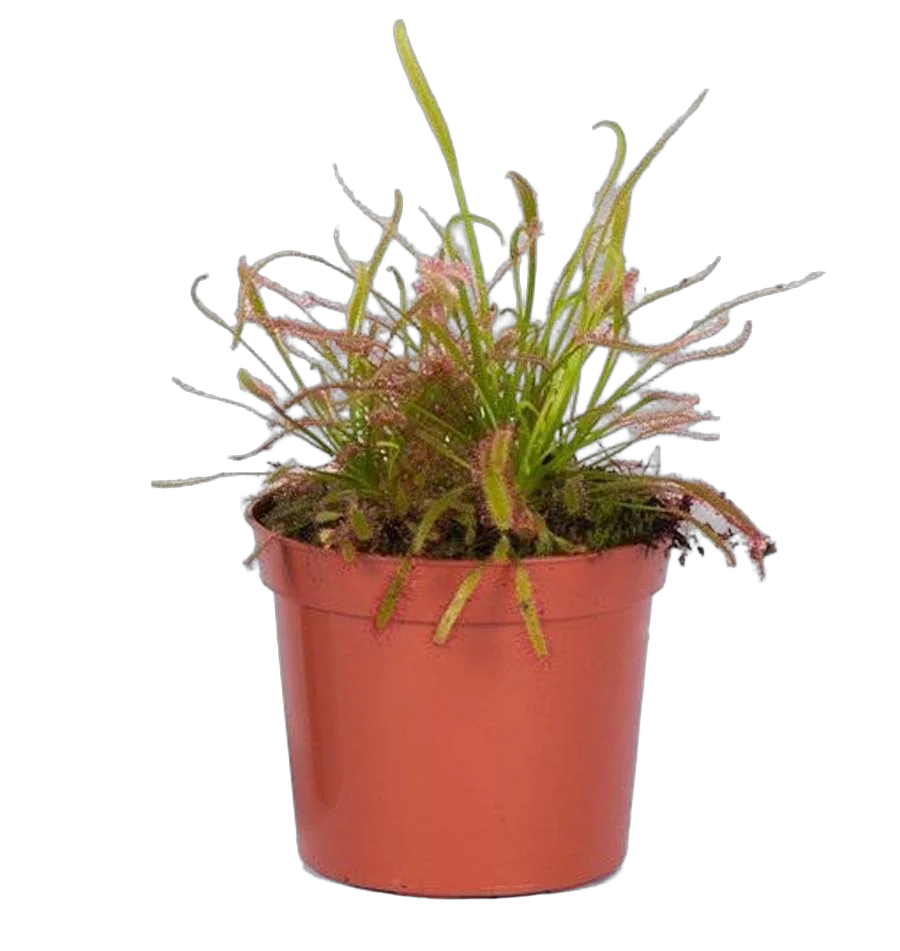 Росянка капская — Drosera Capensis