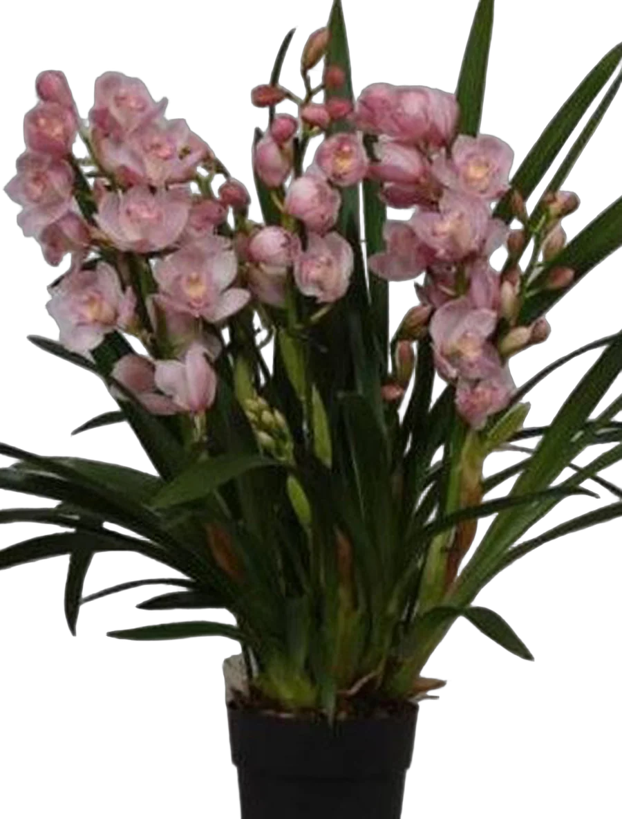 Цимбидиум Licht Roze