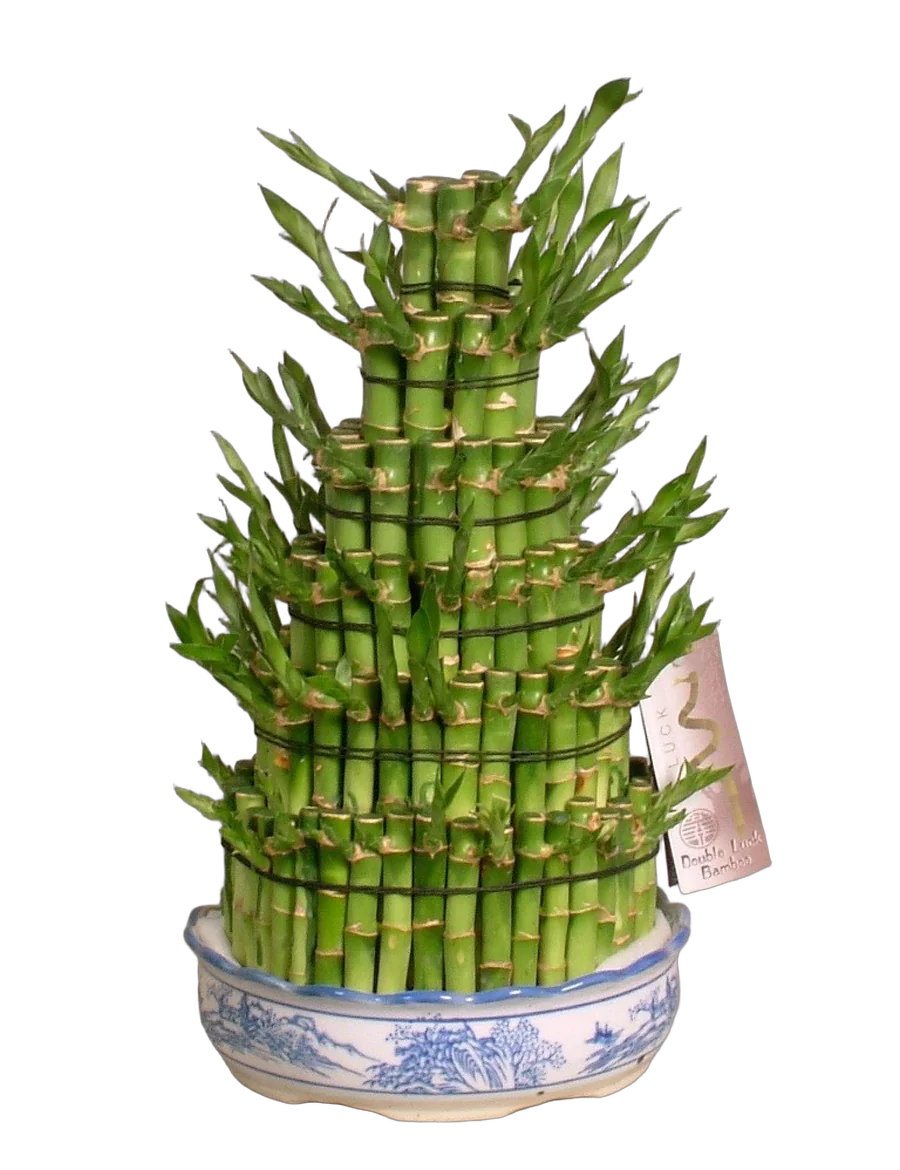 Бамбук