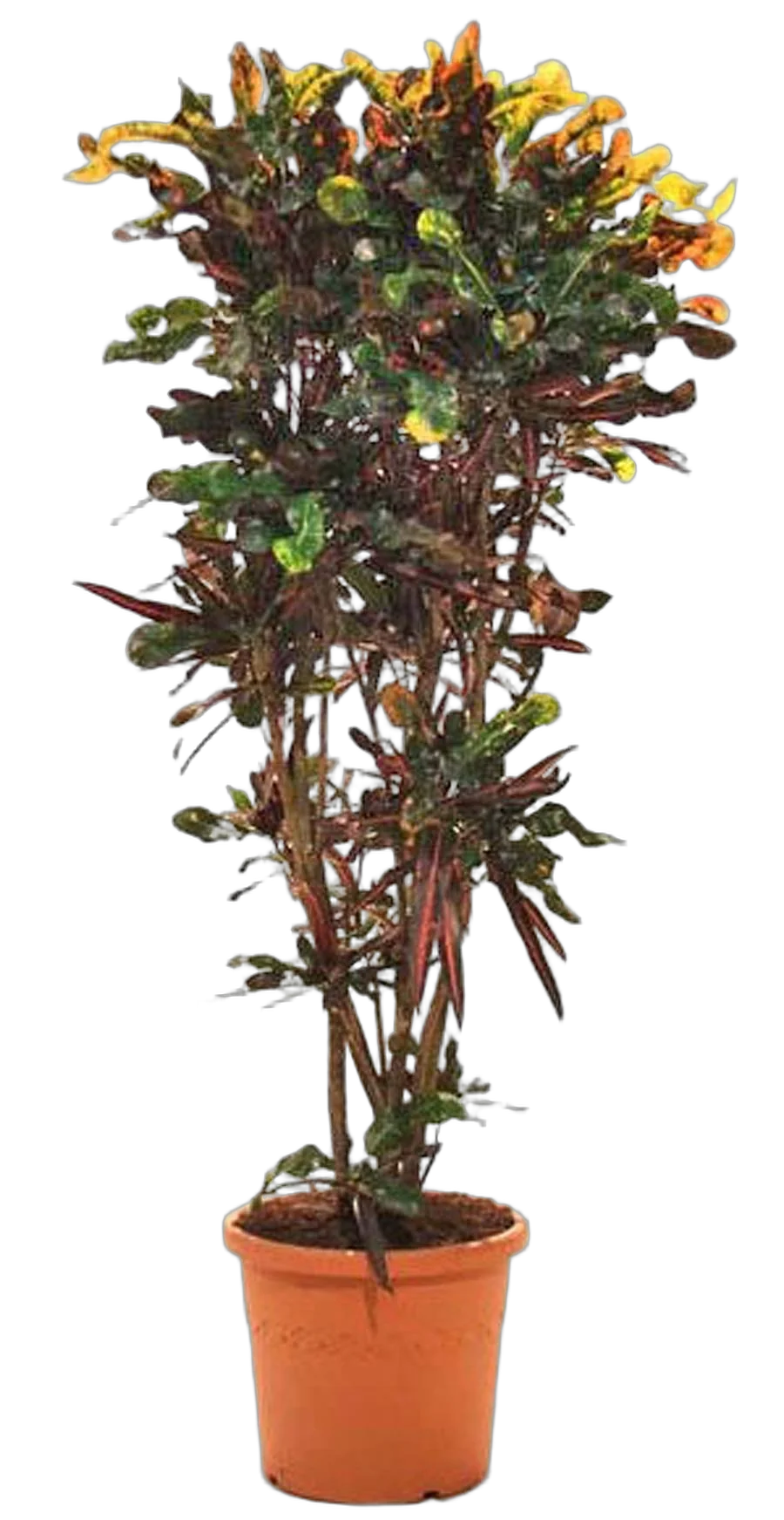 Мамми