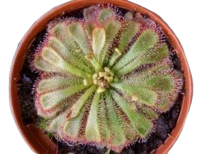Росянка Алиции (Drosera aliciae)