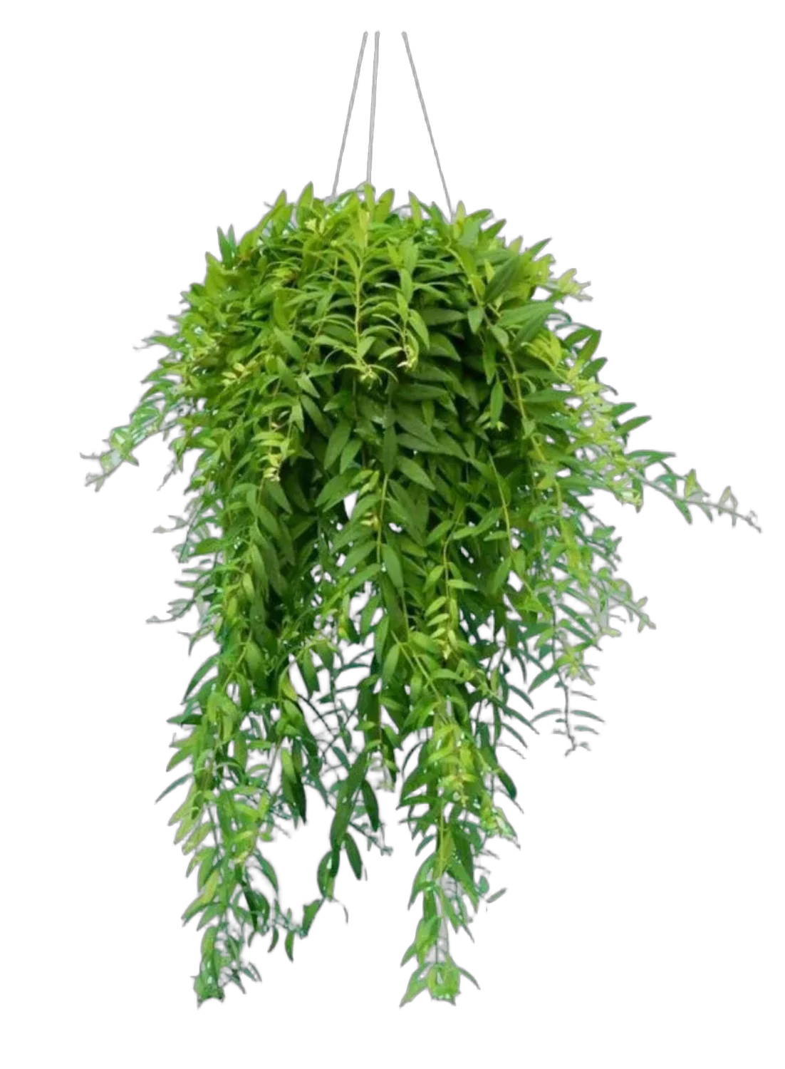 Эсхинантус Джэфролепис- Aeschynanthus Japhrolepis