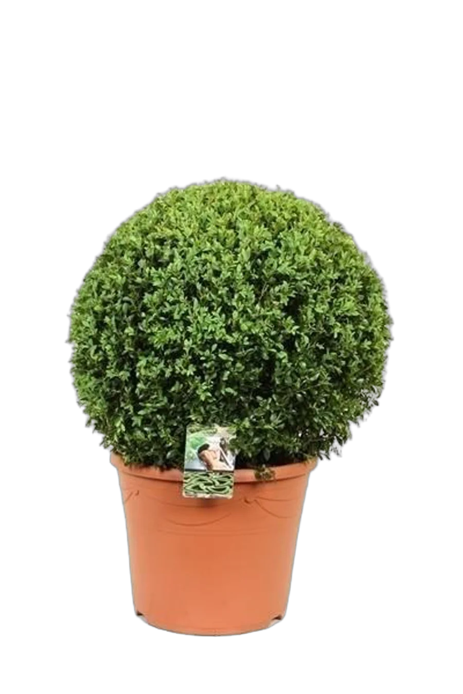 Самшит вечнозеленый (Буксус) -Buxus