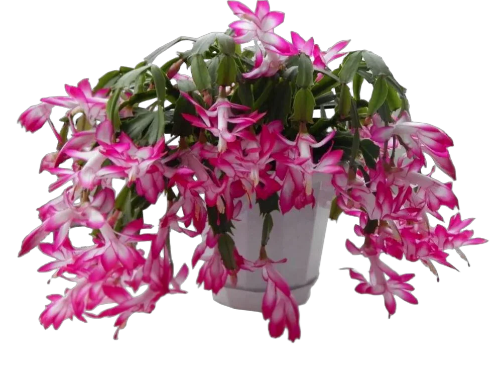 Шлюмбергера розовая