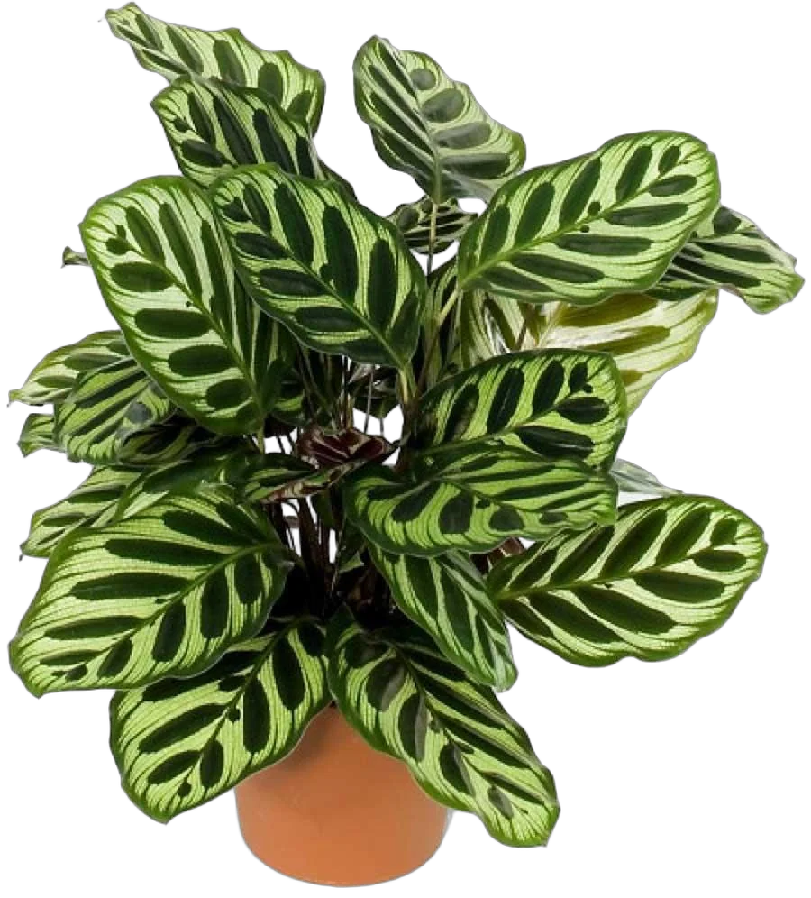 Макоя