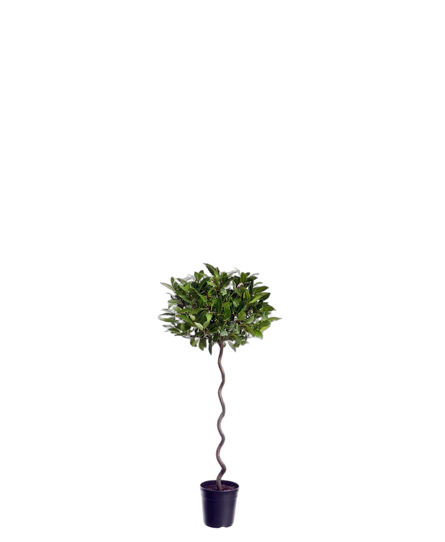 Лавр
