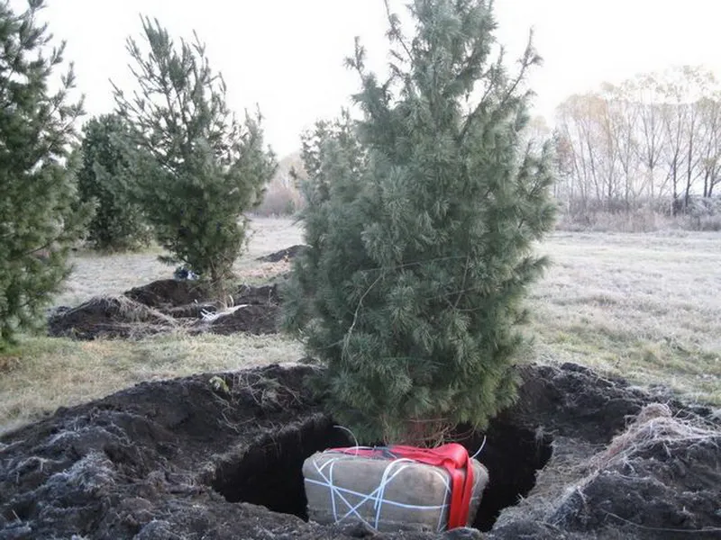 Посадка сосен крупномеров