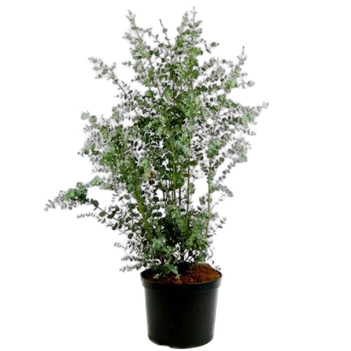 Эвкалипт Гунни Буш (Eucalyptus gunnii Bush)