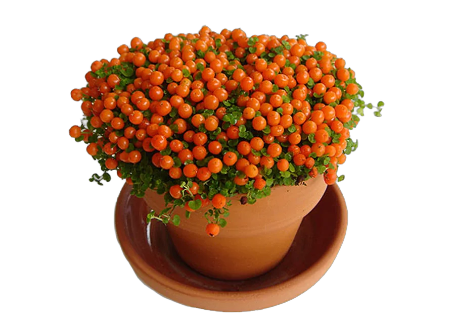 Нертера