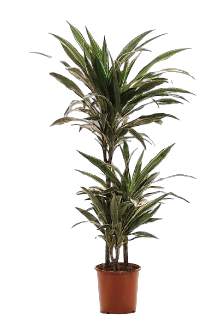 Варнески