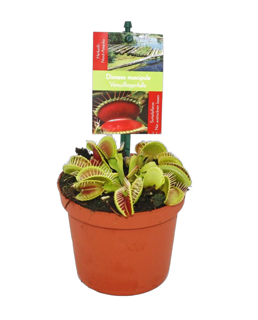 Венерина мухоловка — Dionaea Muscipula
