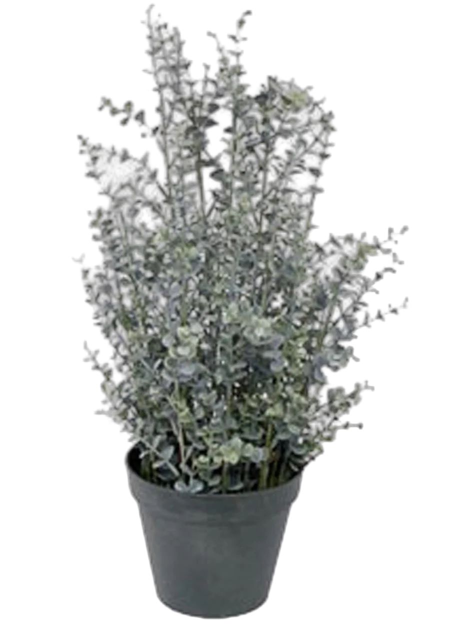 Эвкалипт Гунни Буш (Eucalyptus gunnii Bush)