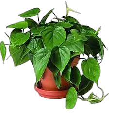 Филодендрон Сканденс, лазящий