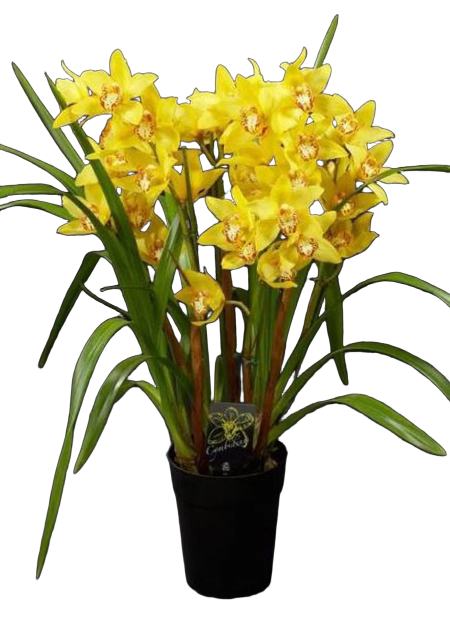 Цимбидиум Everglades Gold