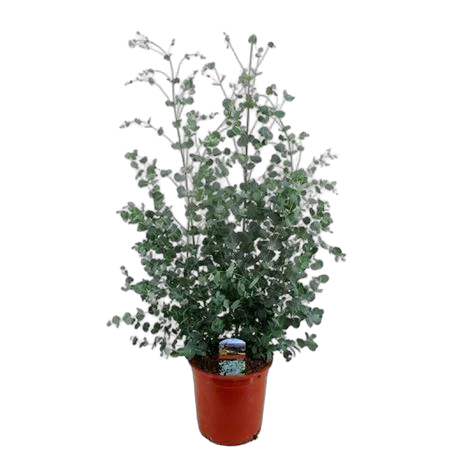 Эвкалипт Гунни Буш (Eucalyptus gunnii Bush)