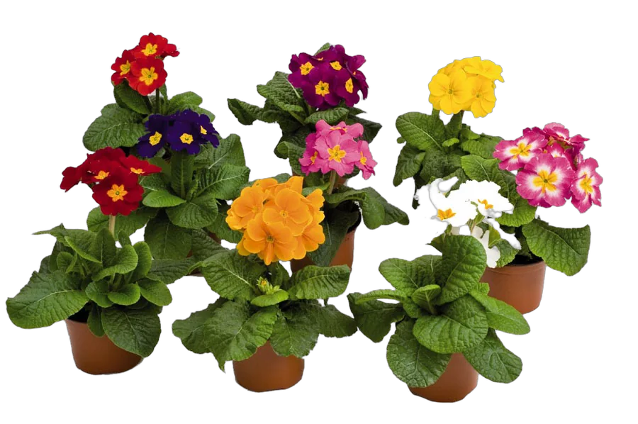 Примула